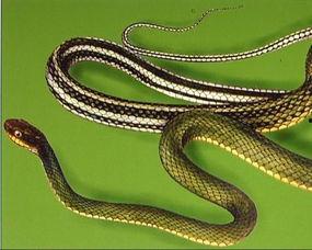 南京大花蛇最新爆料,揭秘神秘事件背后真相